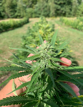 Load image into Gallery viewer, Organically Farmed in Western Maine - Full Spectrum 1200 MG CBD + CBG oil- with full panel test results for every batch made