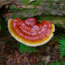 Load image into Gallery viewer, Wildcrafted Maine Reishi teabags