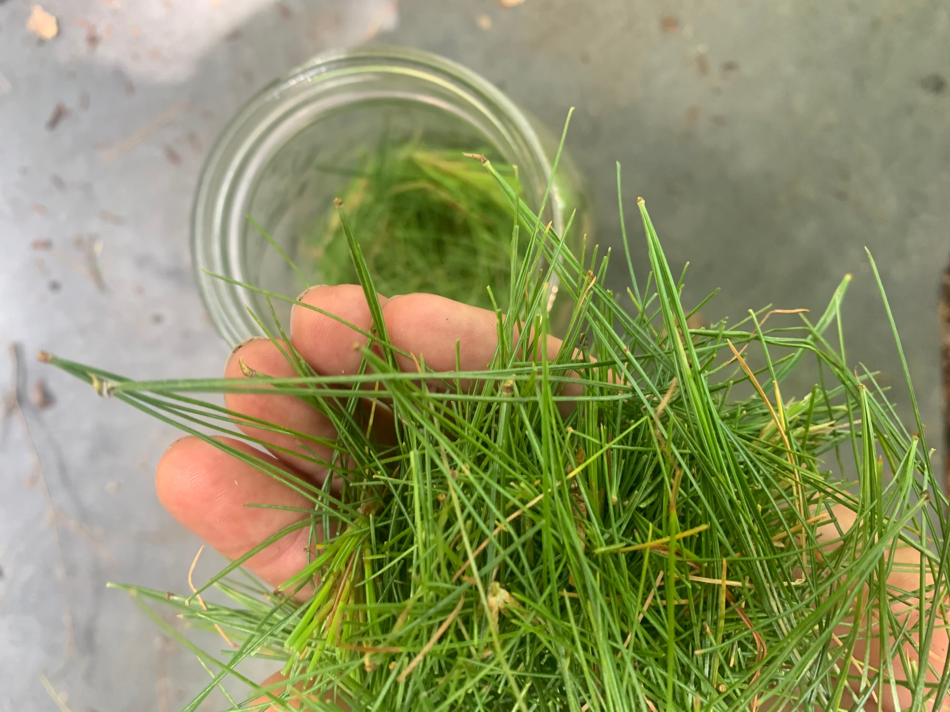 Suramin, Shikimic acid and Vitamin C rich White Pine needle tea 