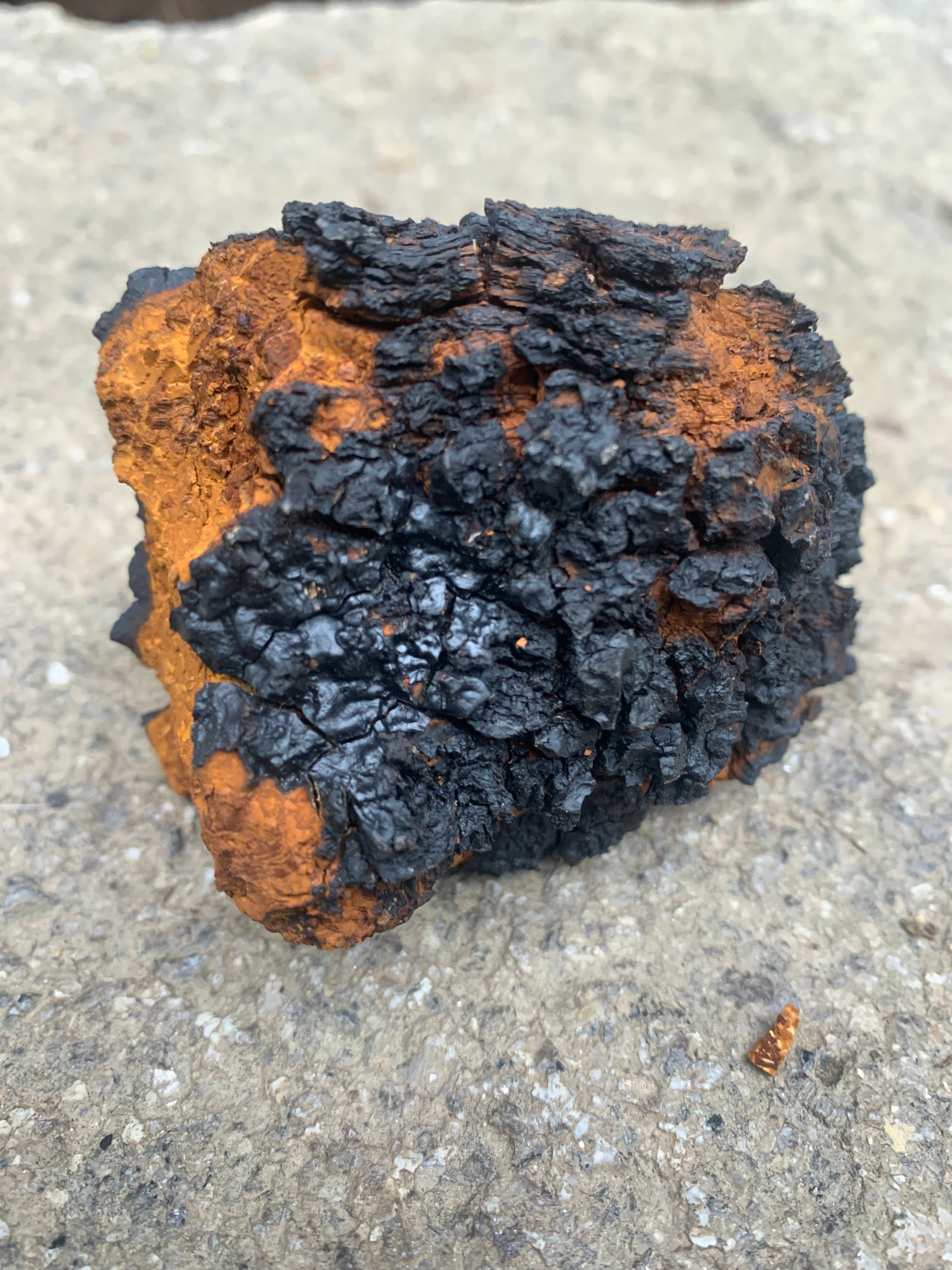 Wildcrafted Maine Chaga tea bags