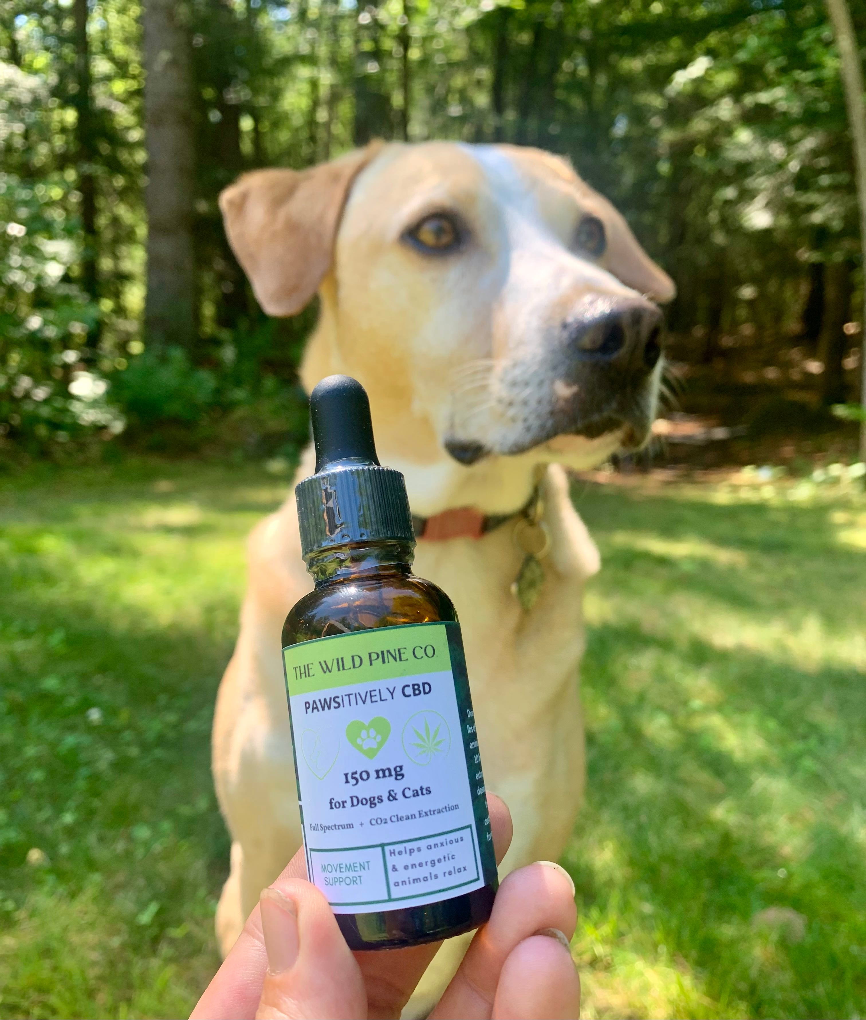 PAWSitively CBD for pets - full spectrum relaxation & movement support formula