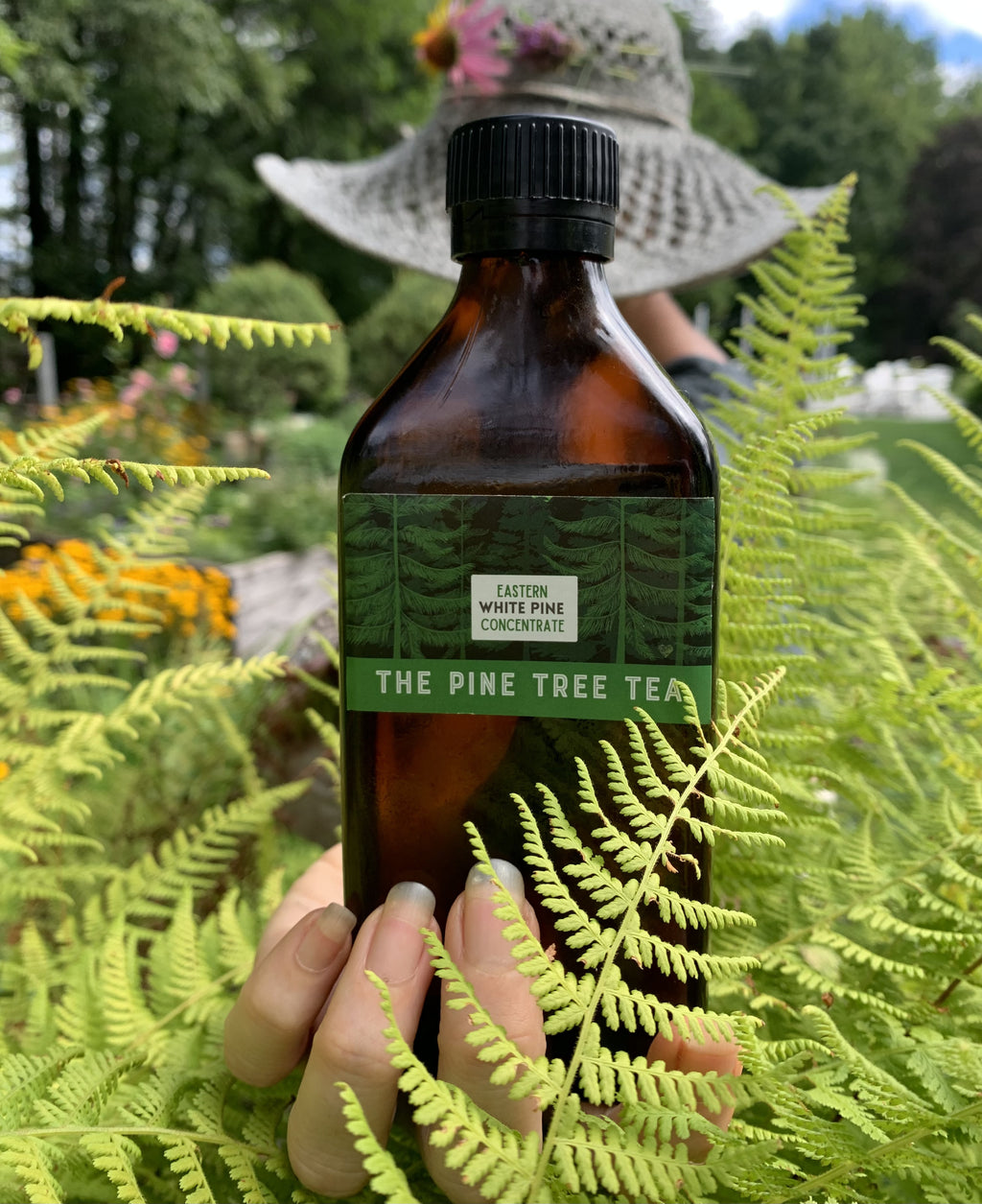 White Pine Needle Concentrate - XL size (8.5 oz) Small Batch craft made