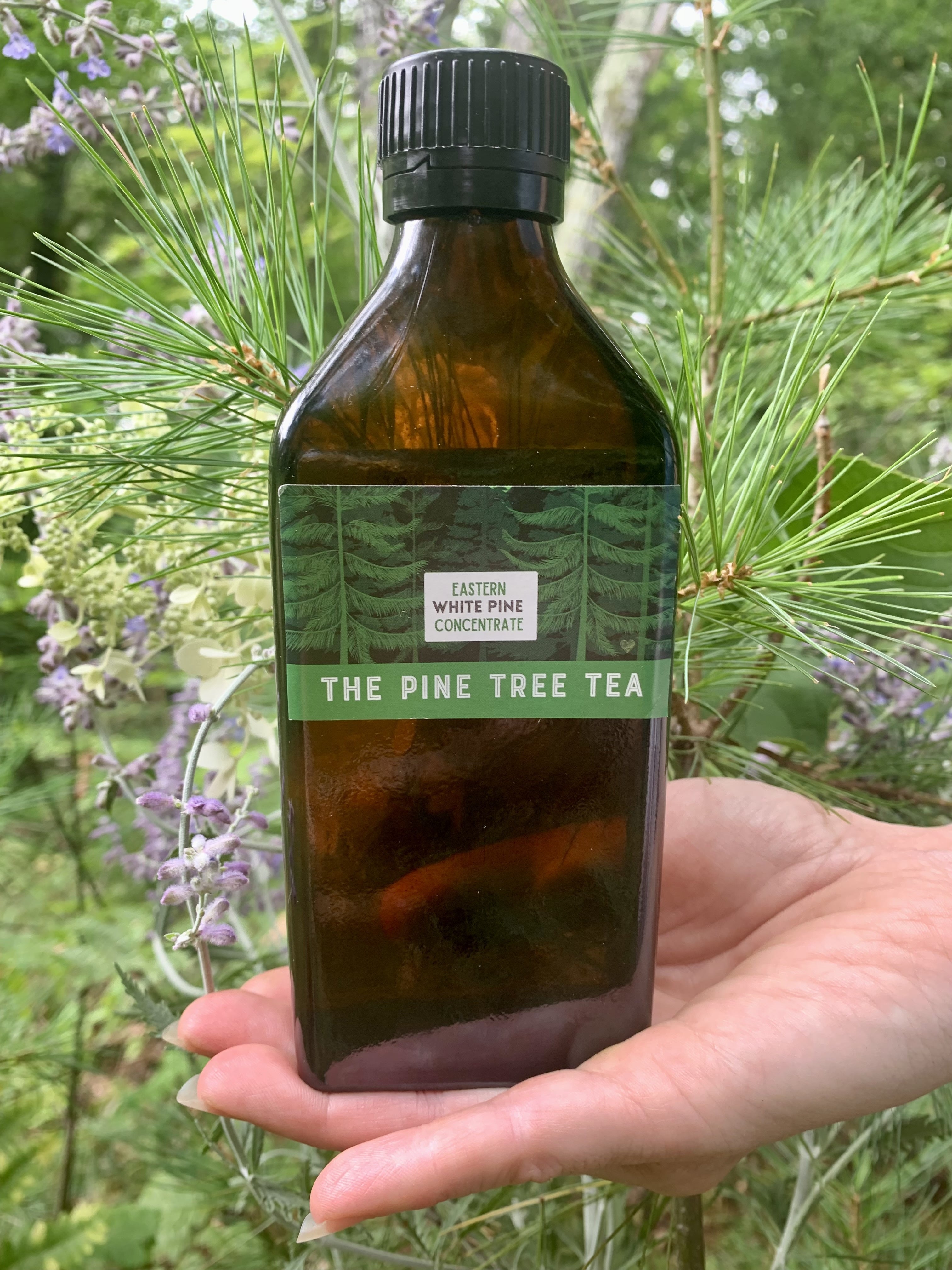 White Pine Needle Concentrate - XL size (8.5 oz) Small Batch craft made