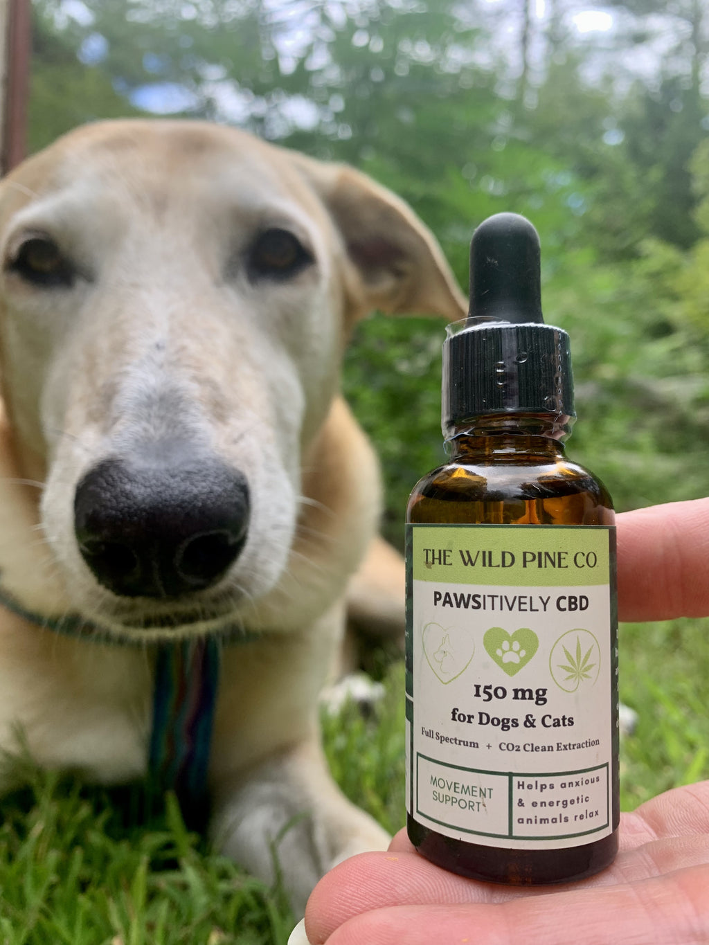 PAWSitively CBD for pets - full spectrum relaxation & movement support formula