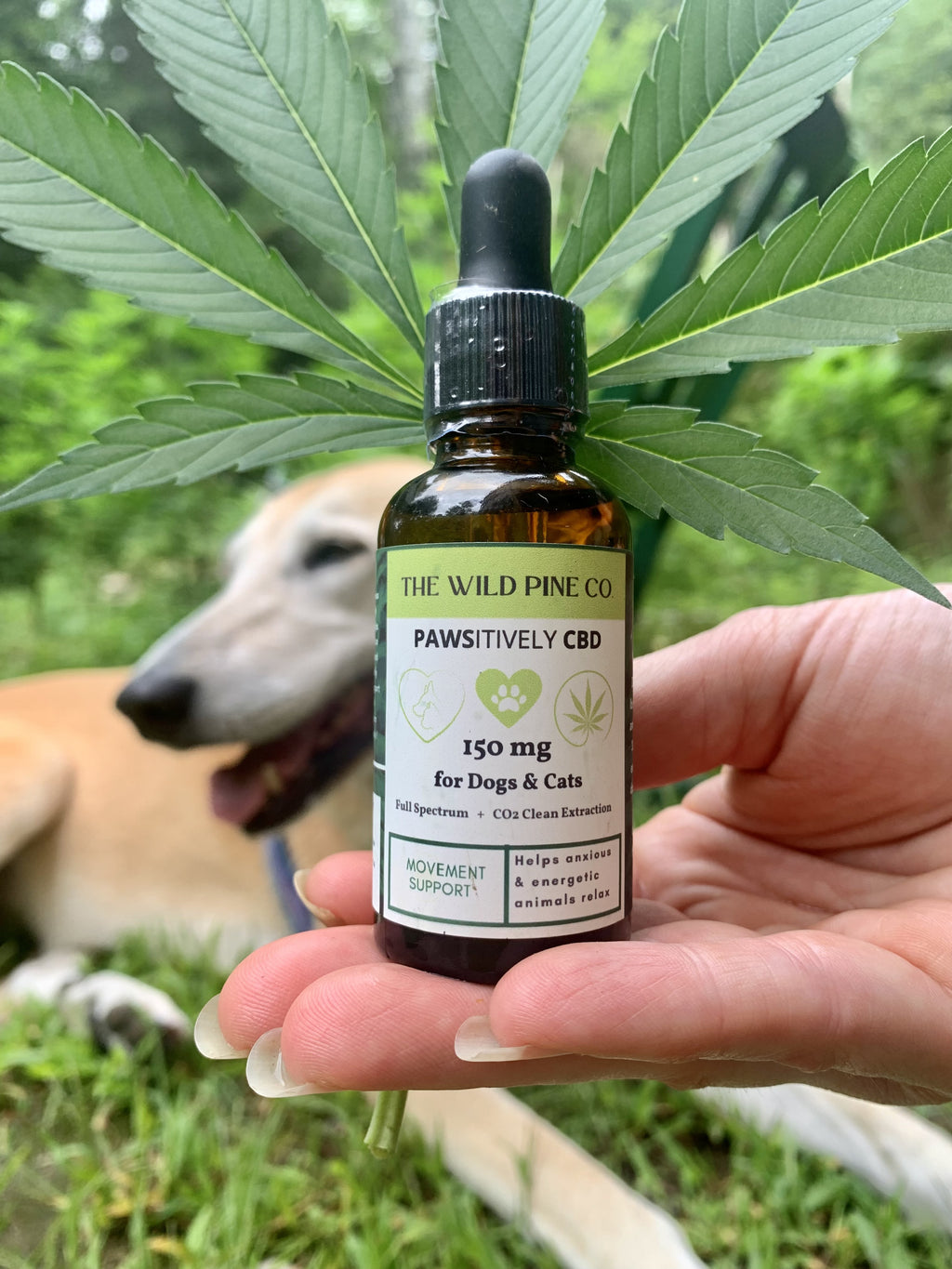 PAWSitively CBD for pets - full spectrum relaxation & movement support formula