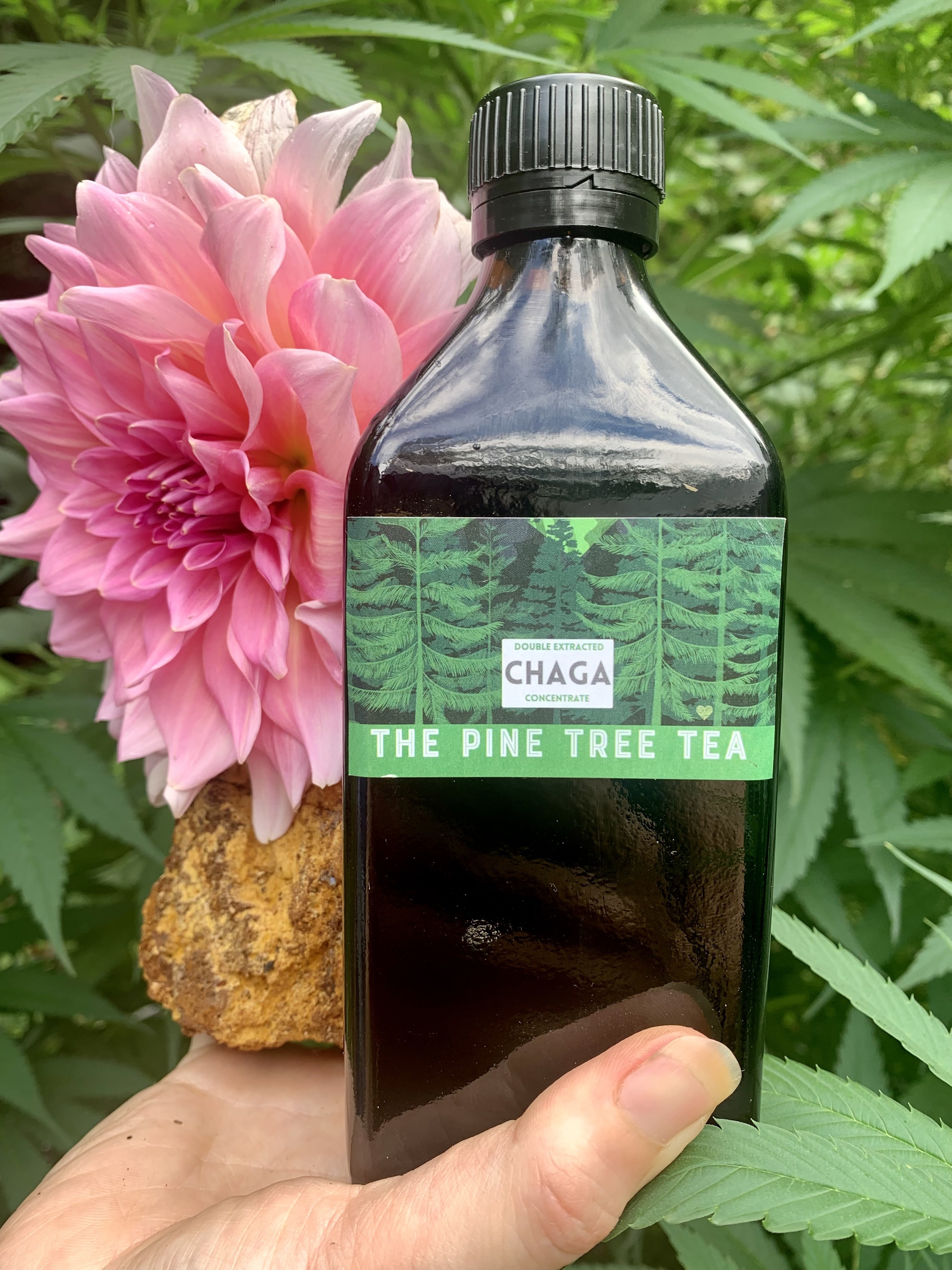 Wildcrafted double extracted Chaga concentrate - Medium  3.5 oz