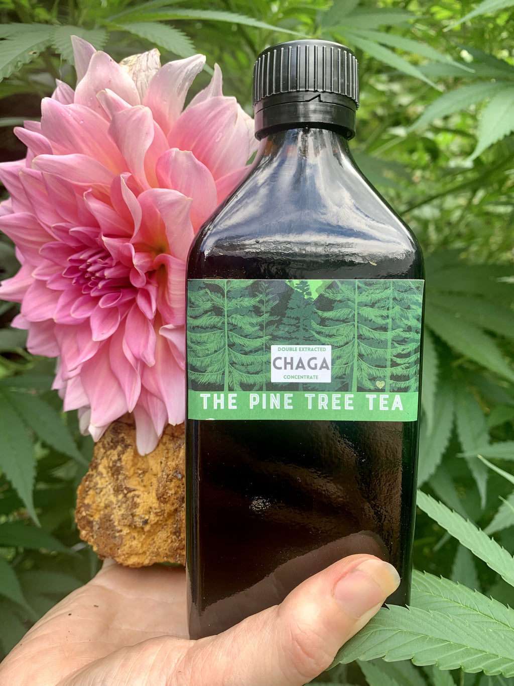 Wildcrafted double extracted Chaga Concentrate - XL 8.5 oz