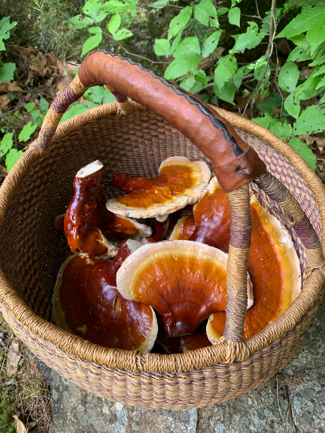 Reishi + Chaga Maine forest blend concentrate (chai flavored)