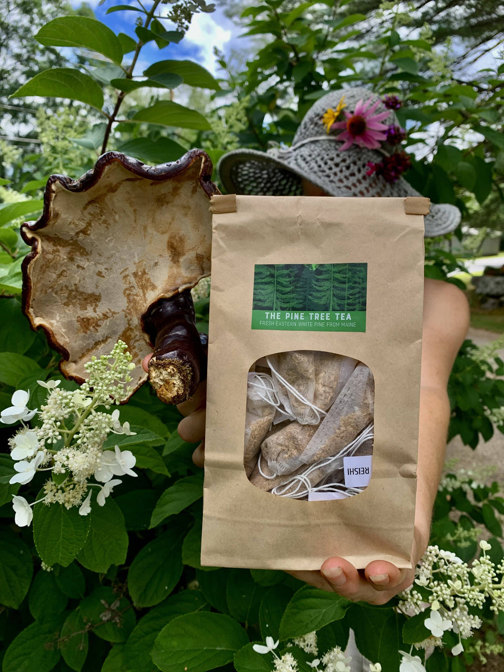 Wildcrafted Maine Reishi teabags